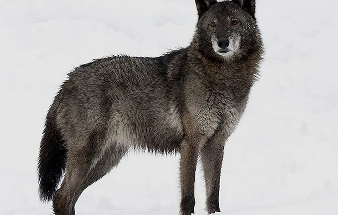Photo wallpaper snow, animal, Black Wolf, Canis lupus.wildlife