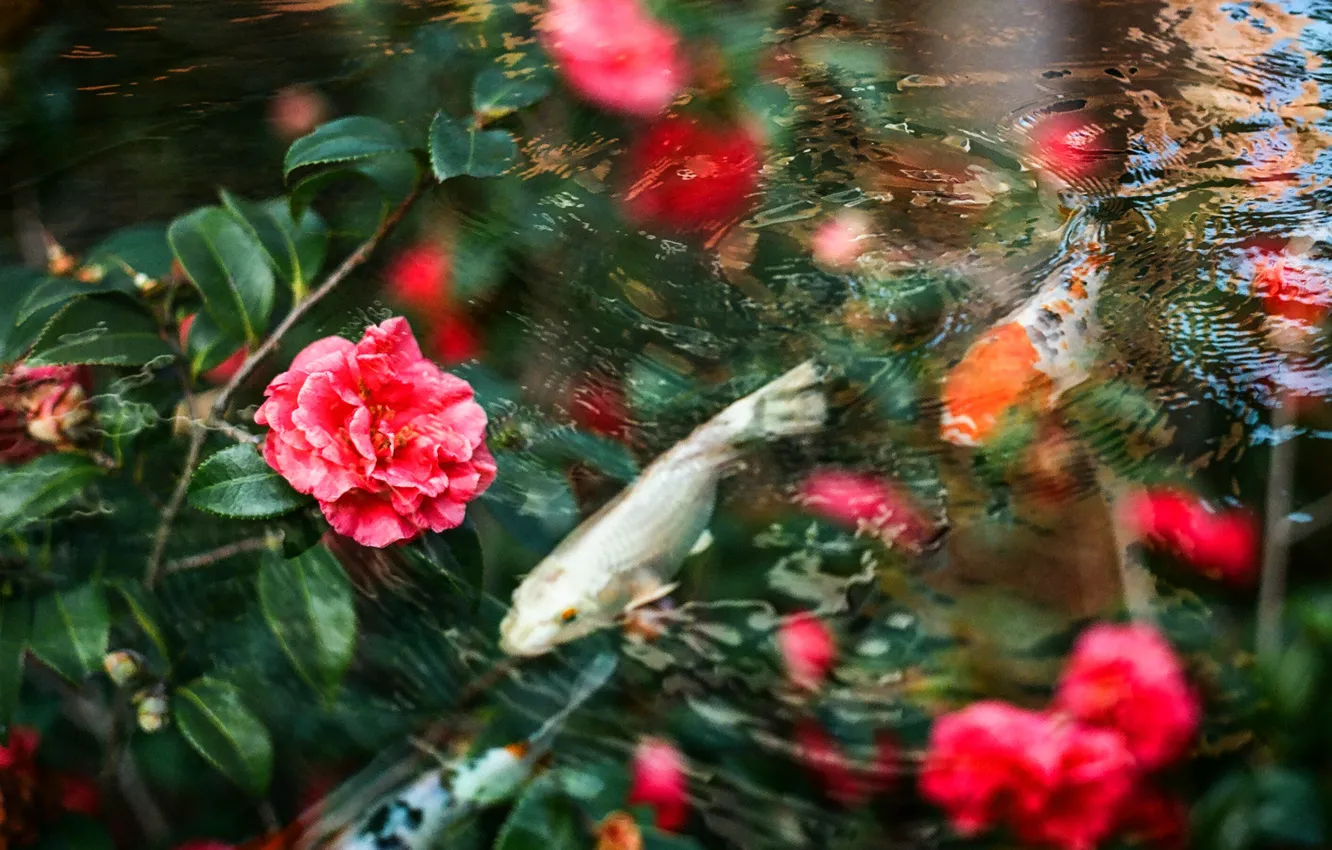 Photo wallpaper water, flowers, carp, by Hayden Williams
