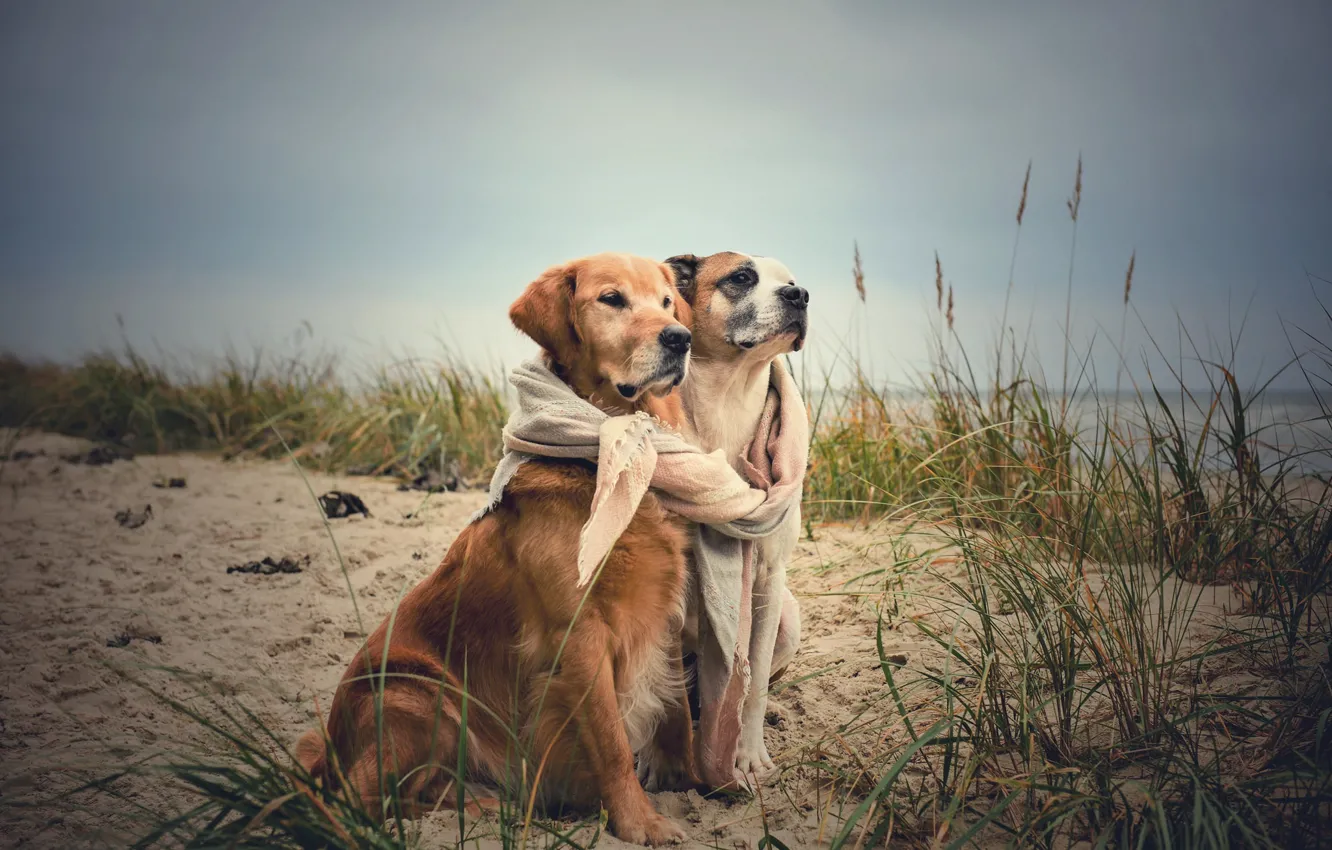 Photo wallpaper sea, autumn, each, coast, two dogs