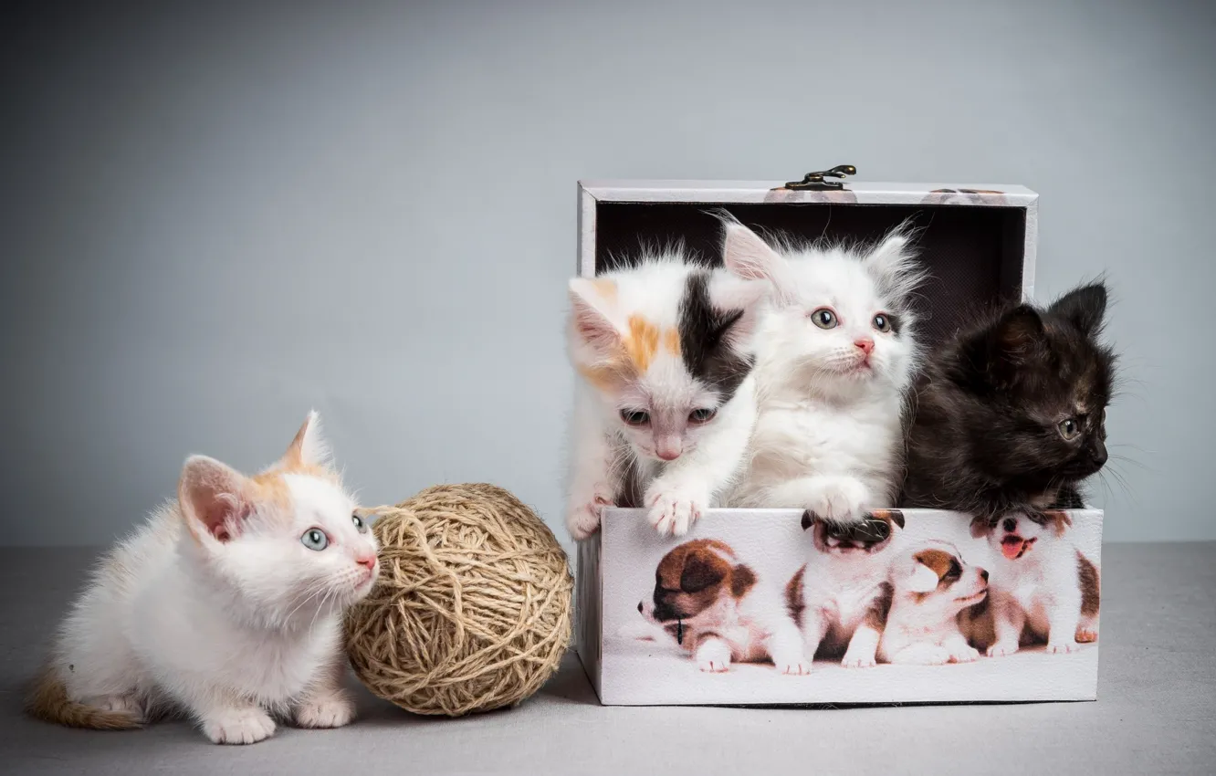 Photo wallpaper tangle, kittens, pussies, box
