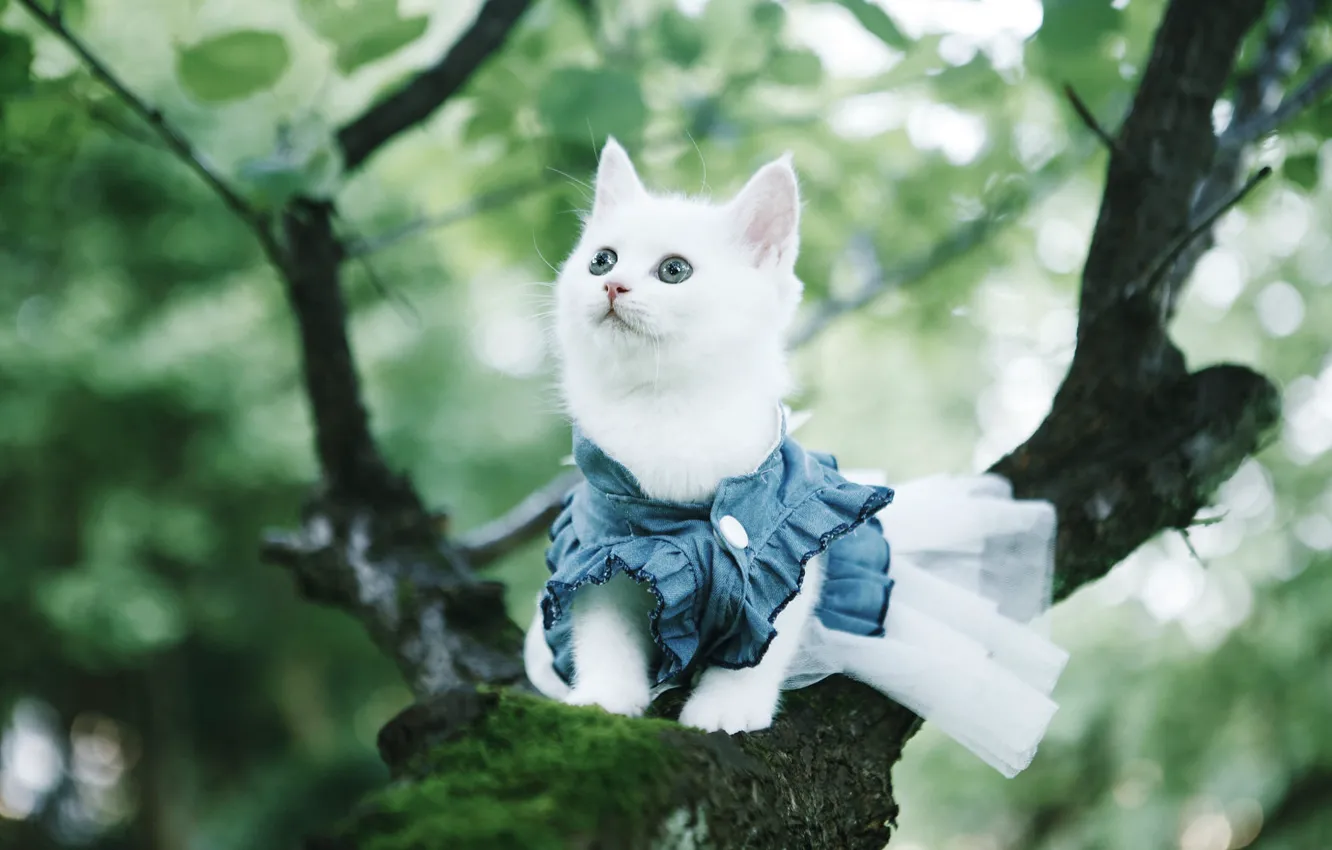 Photo wallpaper cat, white, look, branches, nature, kitty, tree, clothing