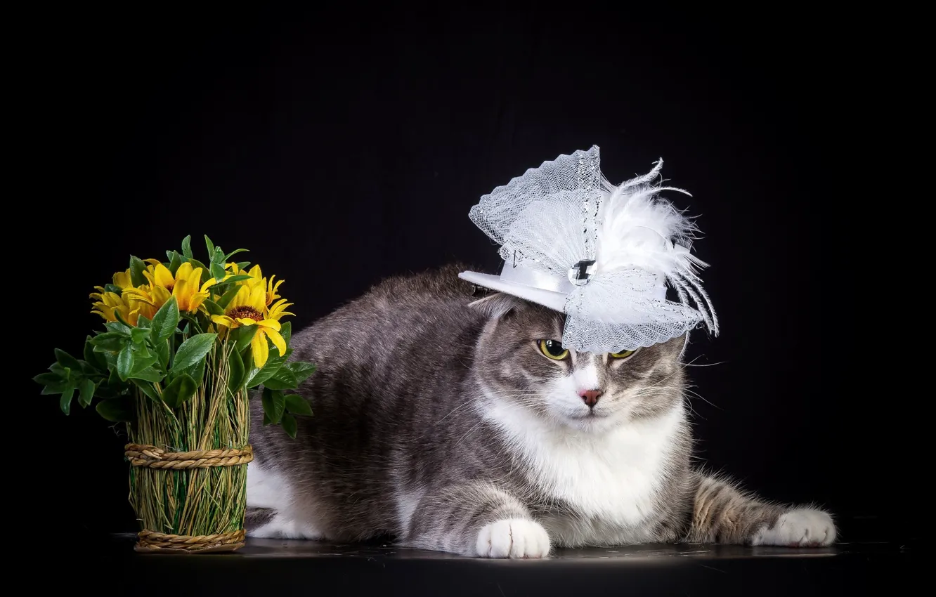 Photo wallpaper Cat, Hat, Madame