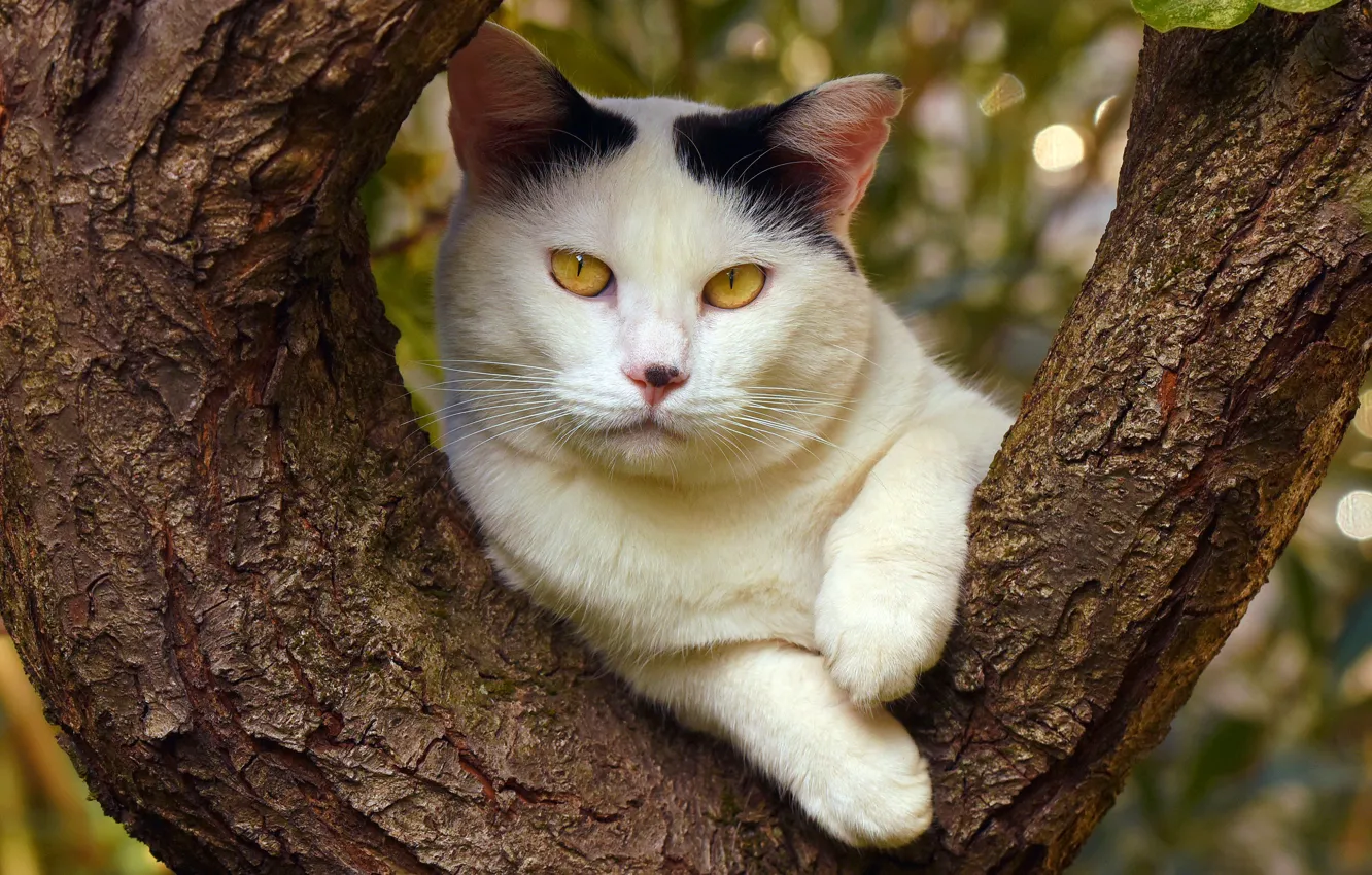 Photo wallpaper cat, summer, cat, face, nature, background, tree, foliage
