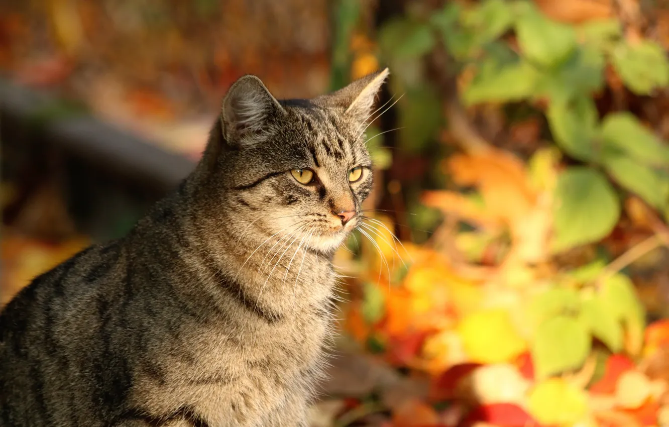 Photo wallpaper autumn, cat, cat, look, leaves, light, nature, pose