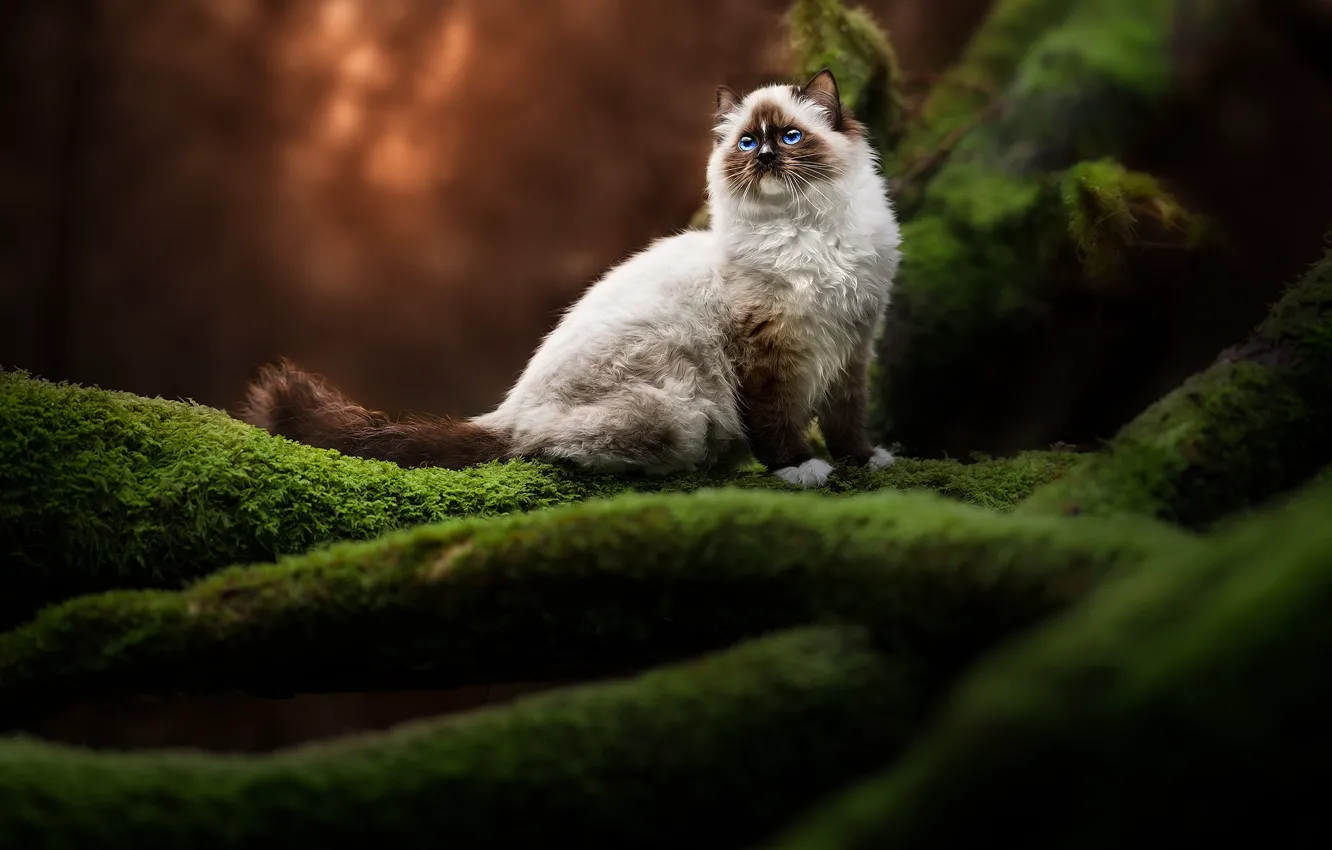 Photo wallpaper cat, cat, trees, branches, nature, roots, moss, sitting