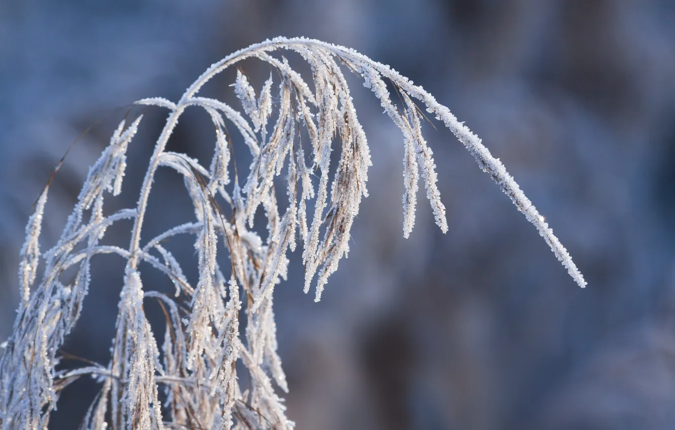 Photo wallpaper winter, frost, grass, snow, nature, frost