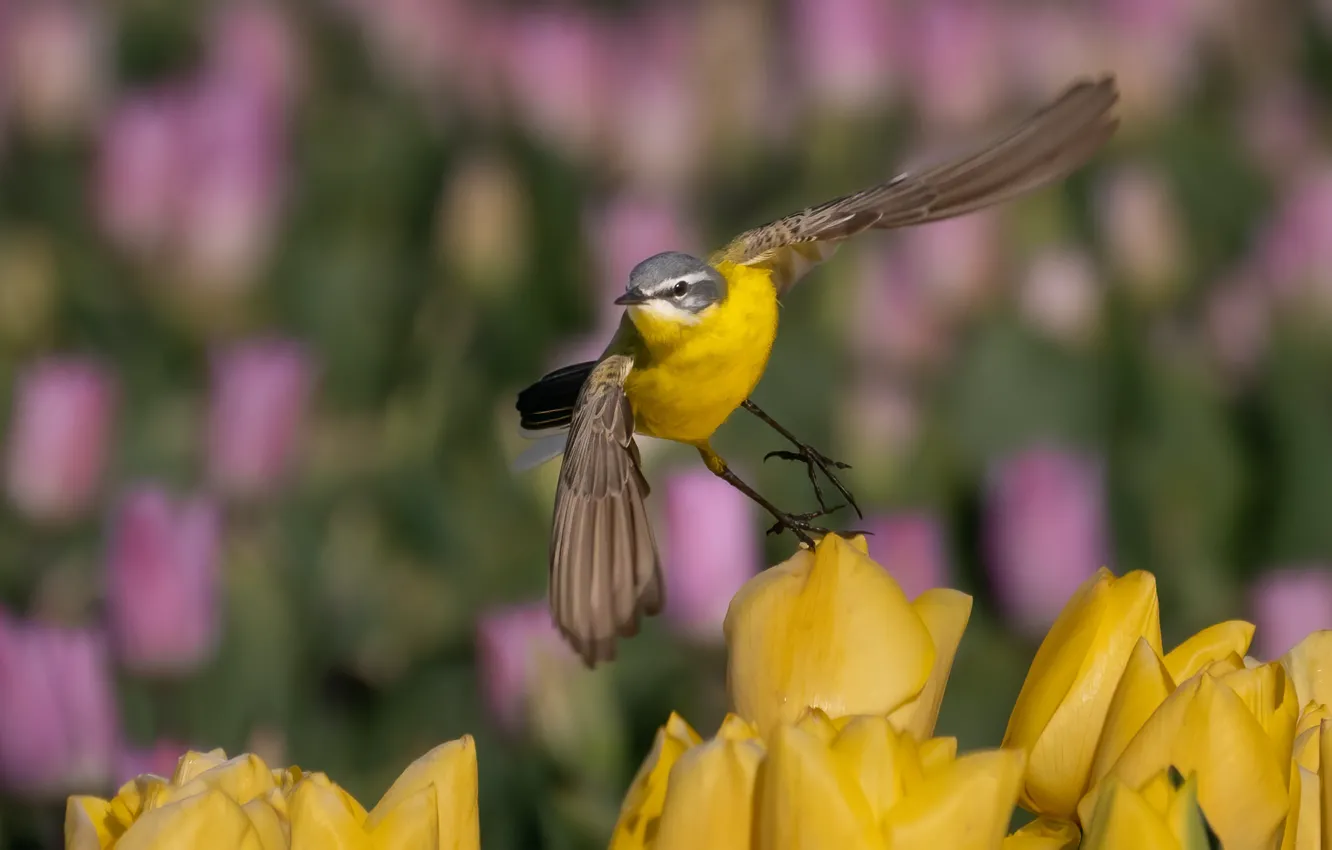 Photo wallpaper flowers, yellow, bird, spring, tulips, yellow Wagtail, Wagtail