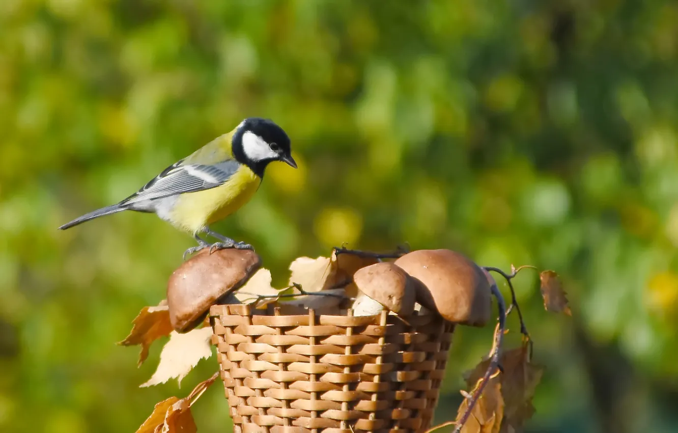 Photo wallpaper autumn, nature, bird, Big tit