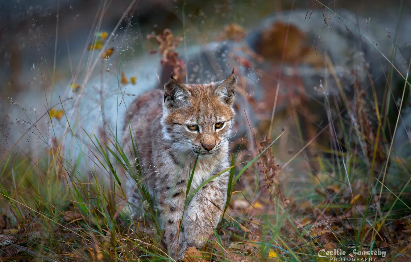 Photo wallpaper predator, walk, cub, lynx, wild cat, a small lynx