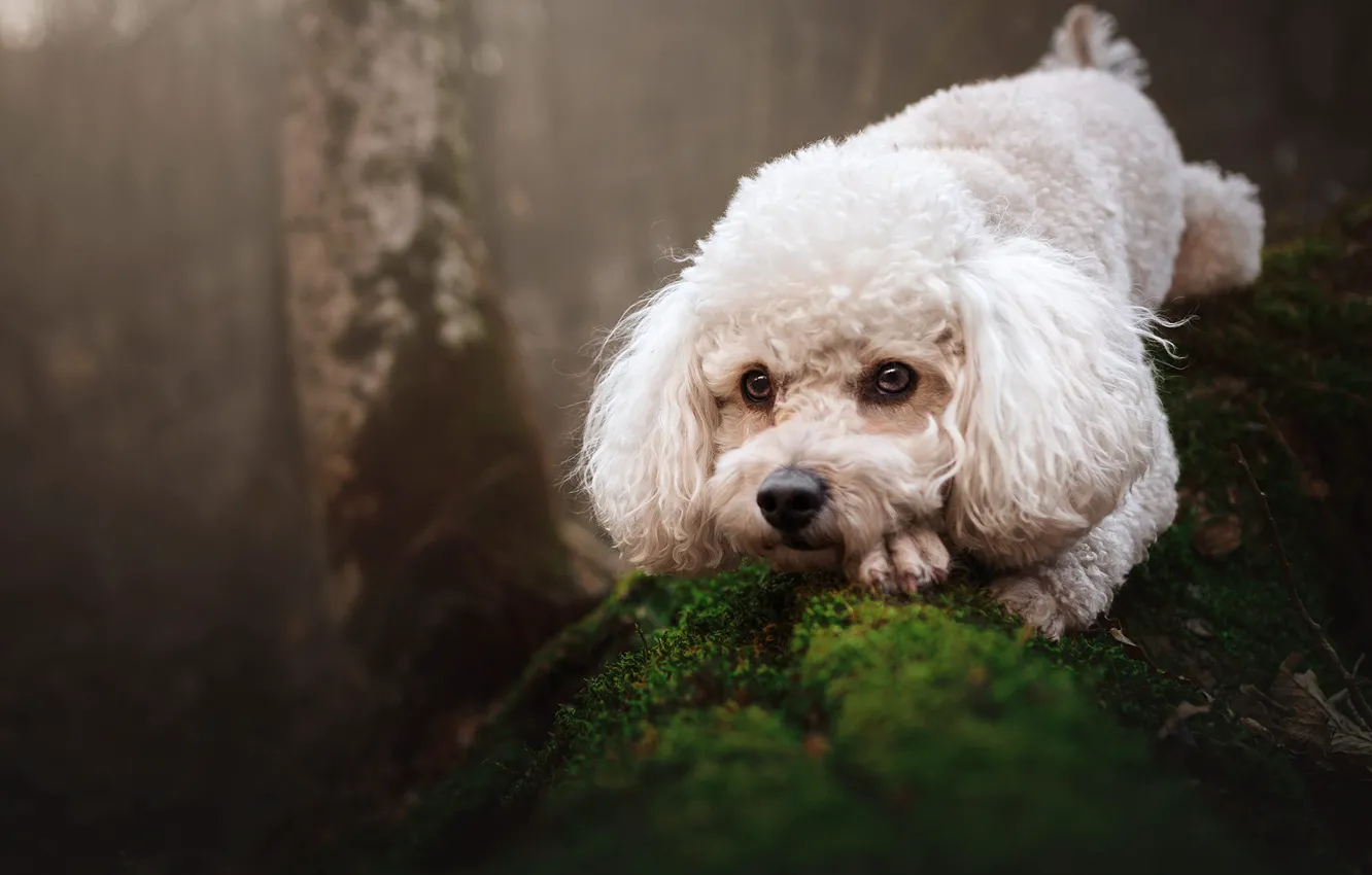 Photo wallpaper forest, white, look, trees, branches, moss, dog, puppy