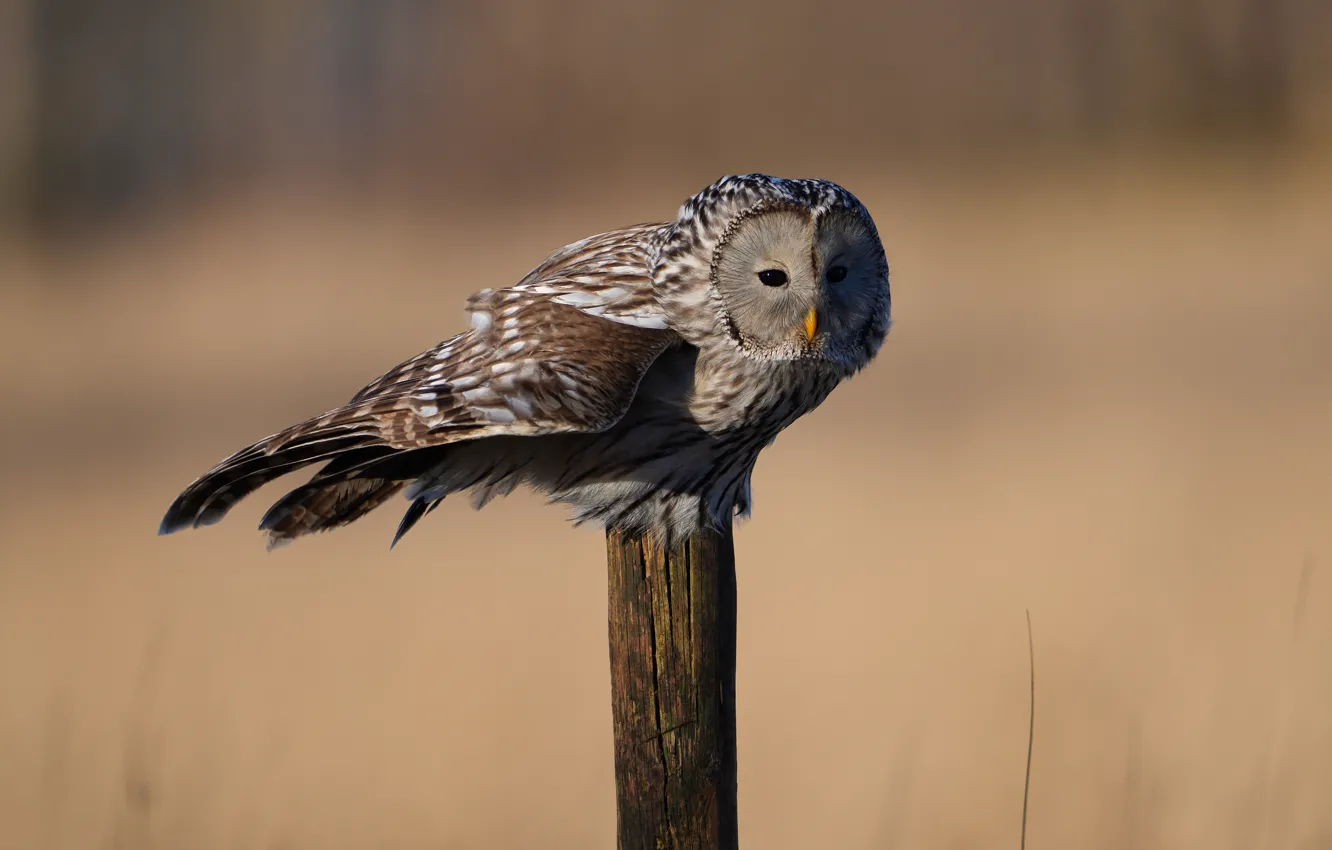 Photo wallpaper background, owl, bird, posts