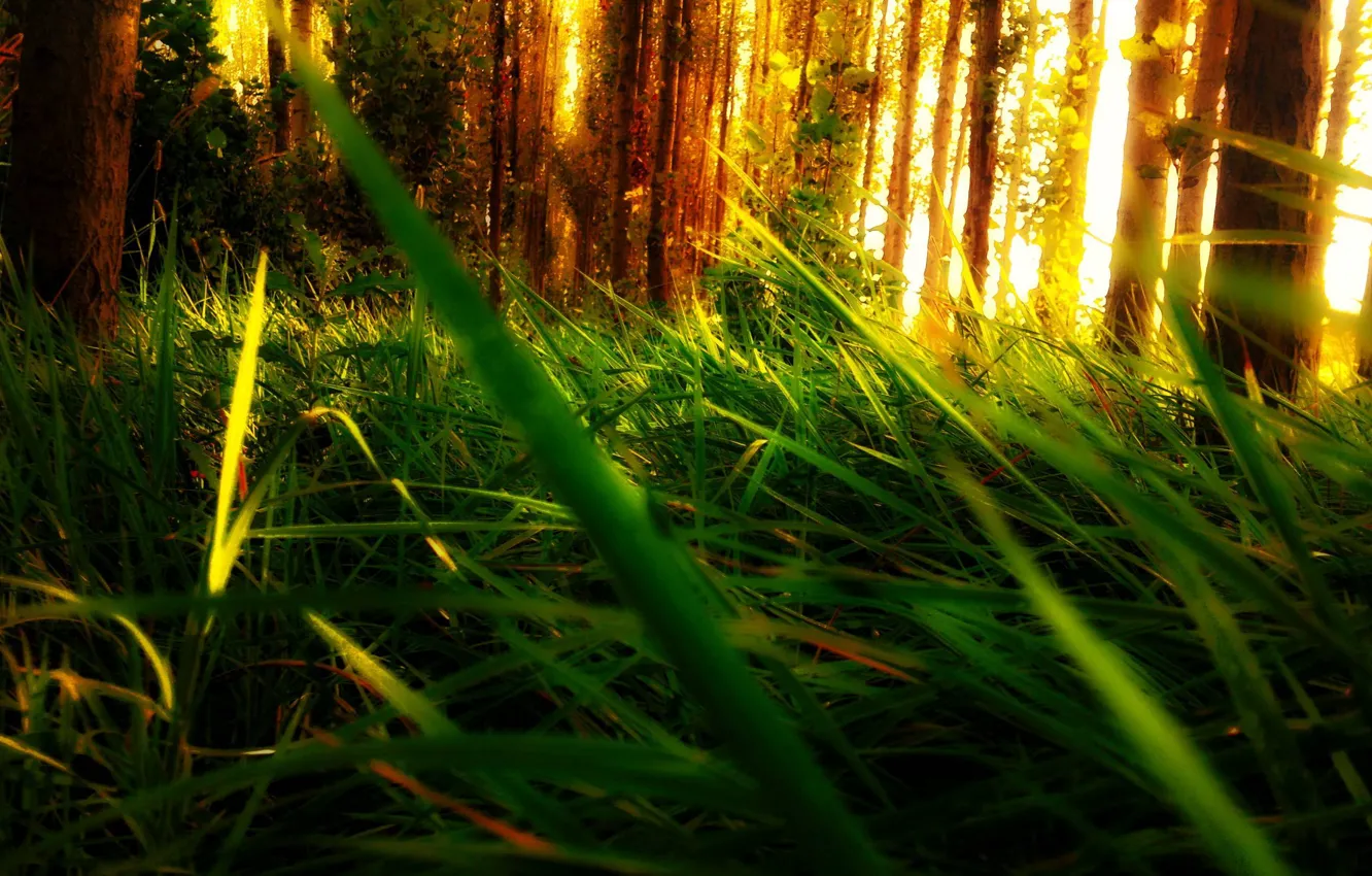 Photo wallpaper forest, grass, leaves, light, trees
