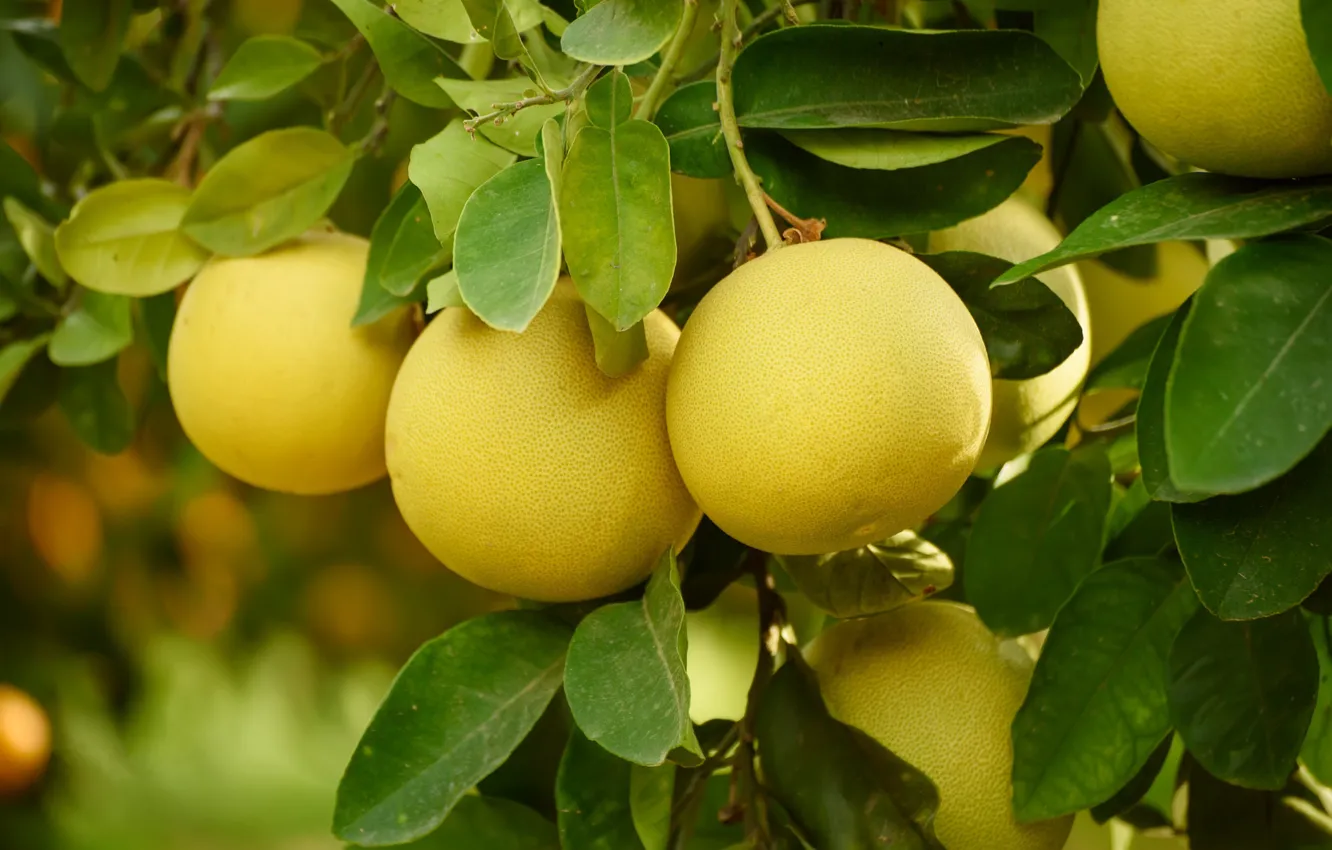 Photo wallpaper leaves, branches, garden, citrus, pomelo