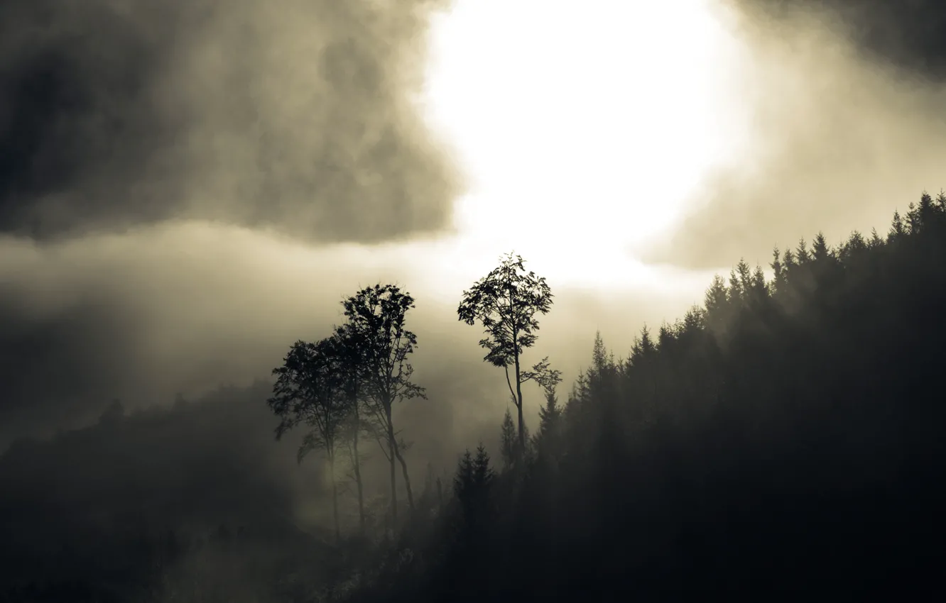 Photo wallpaper forest, trees, fog, hills, haze