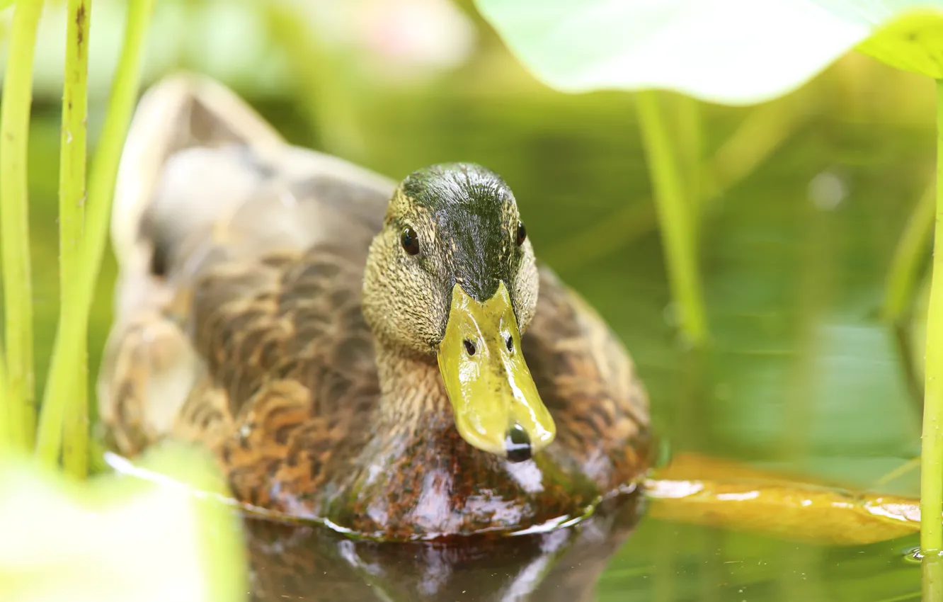 Photo wallpaper close-up, bird, duck, pond