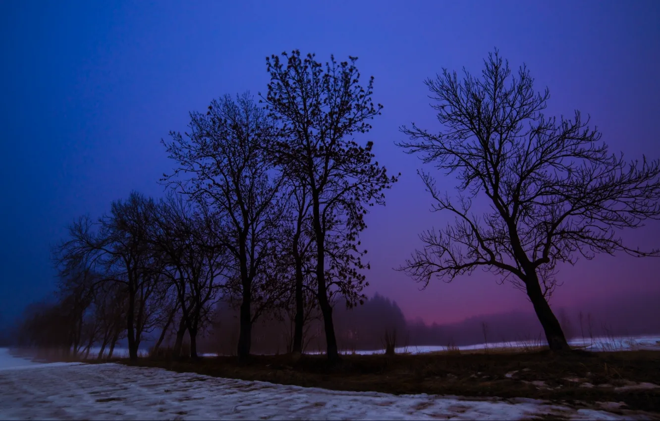 Photo wallpaper winter, snow, trees, the evening