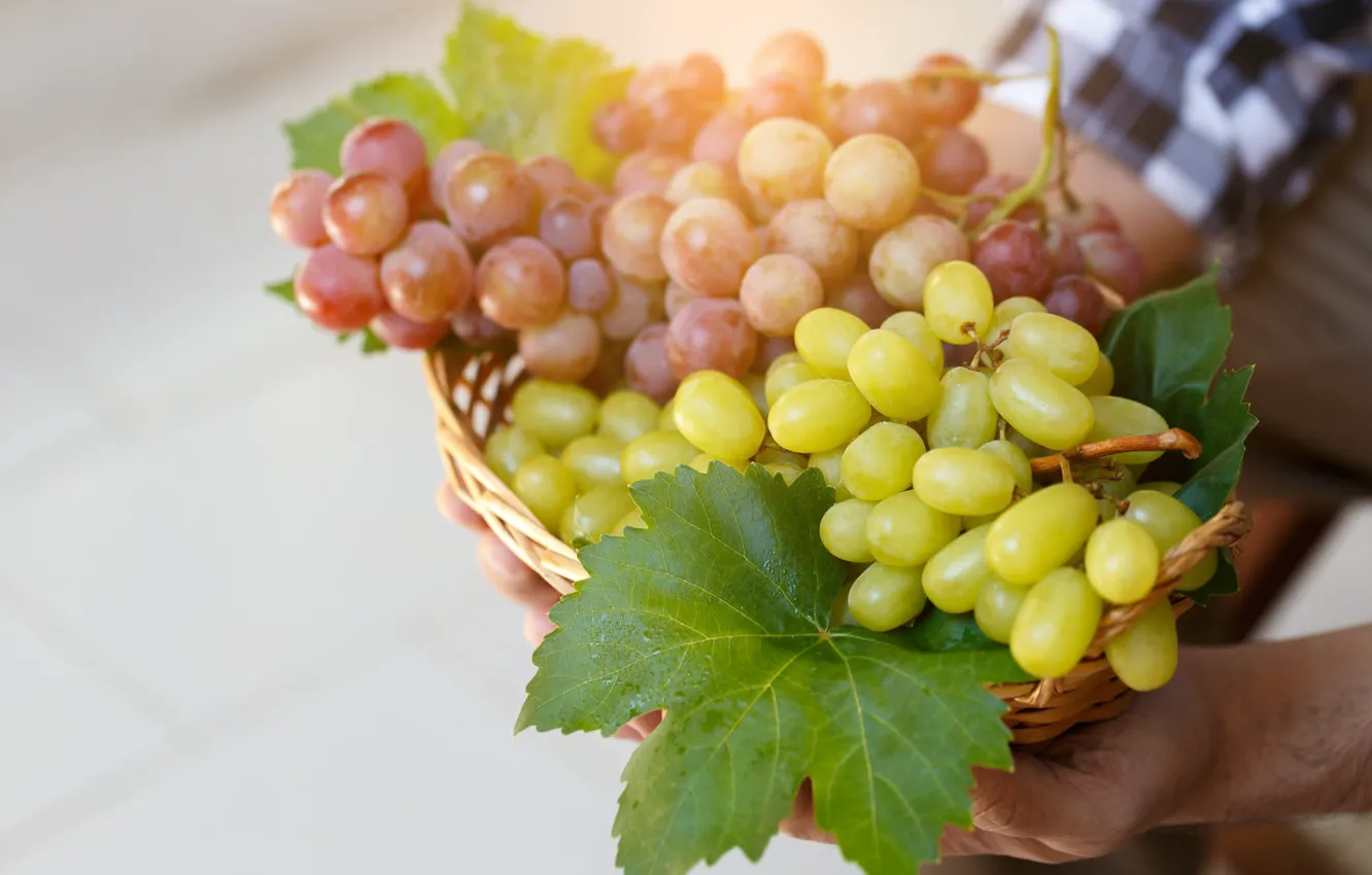 Photo wallpaper leaves, light, hands, harvest, grapes, male, basket, network