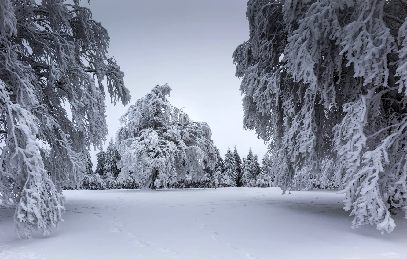 Photo wallpaper winter, forest, snow, trees, branches
