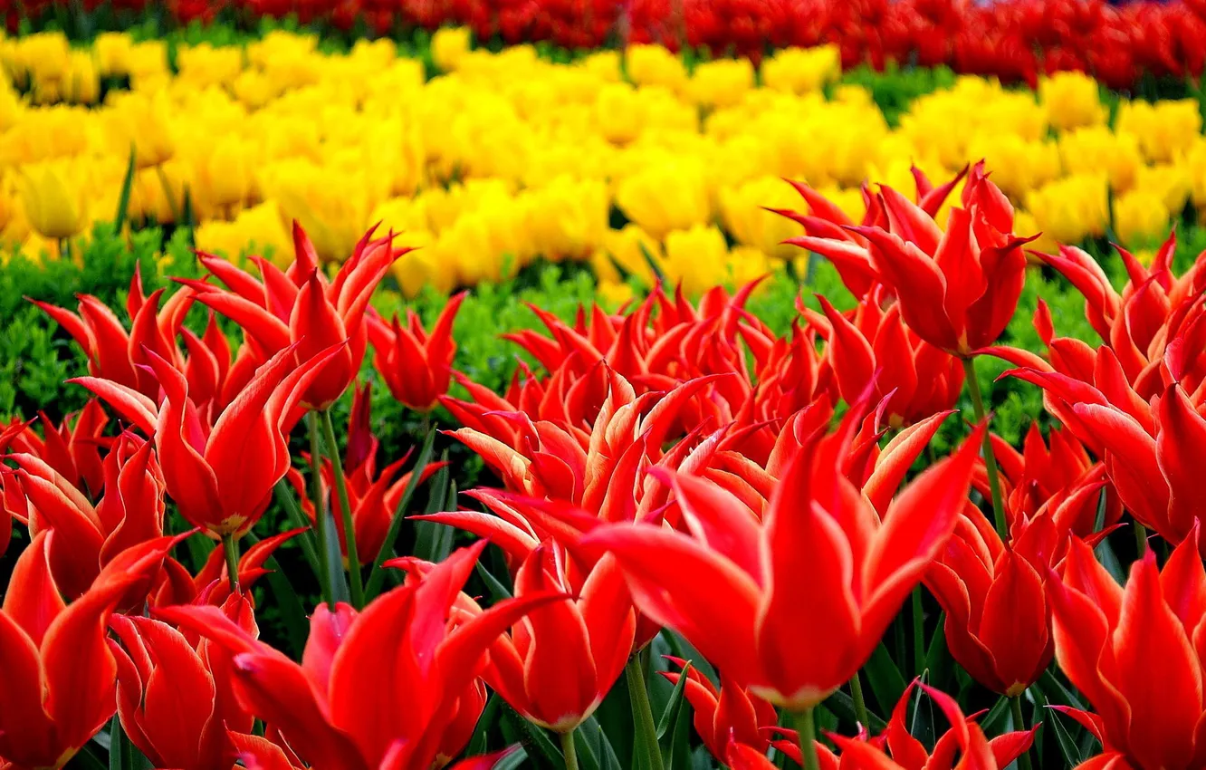 Photo wallpaper flowers, Park, tulips, flowerbed