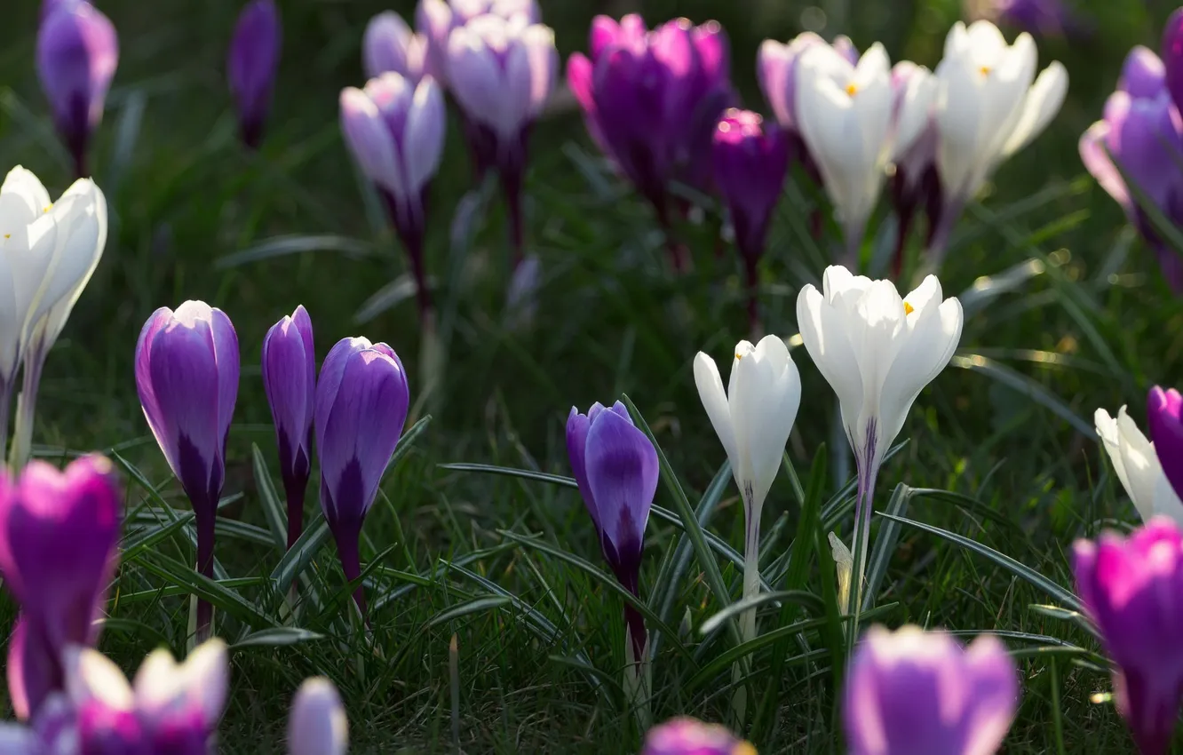 Photo wallpaper flowers, nature, background