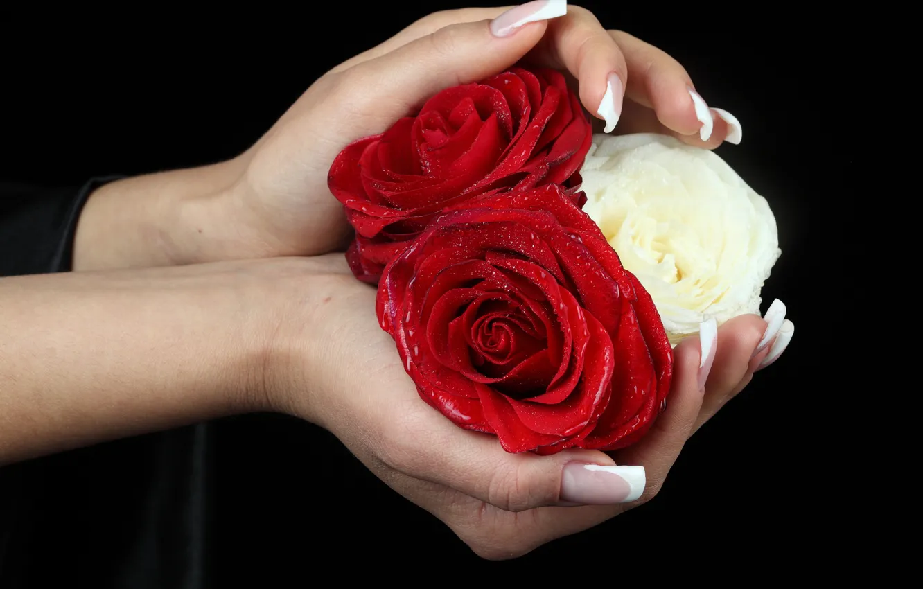 Photo wallpaper flowers, roses, hands