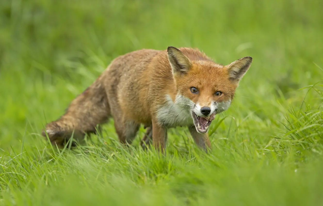 Photo wallpaper summer, nature, Fox