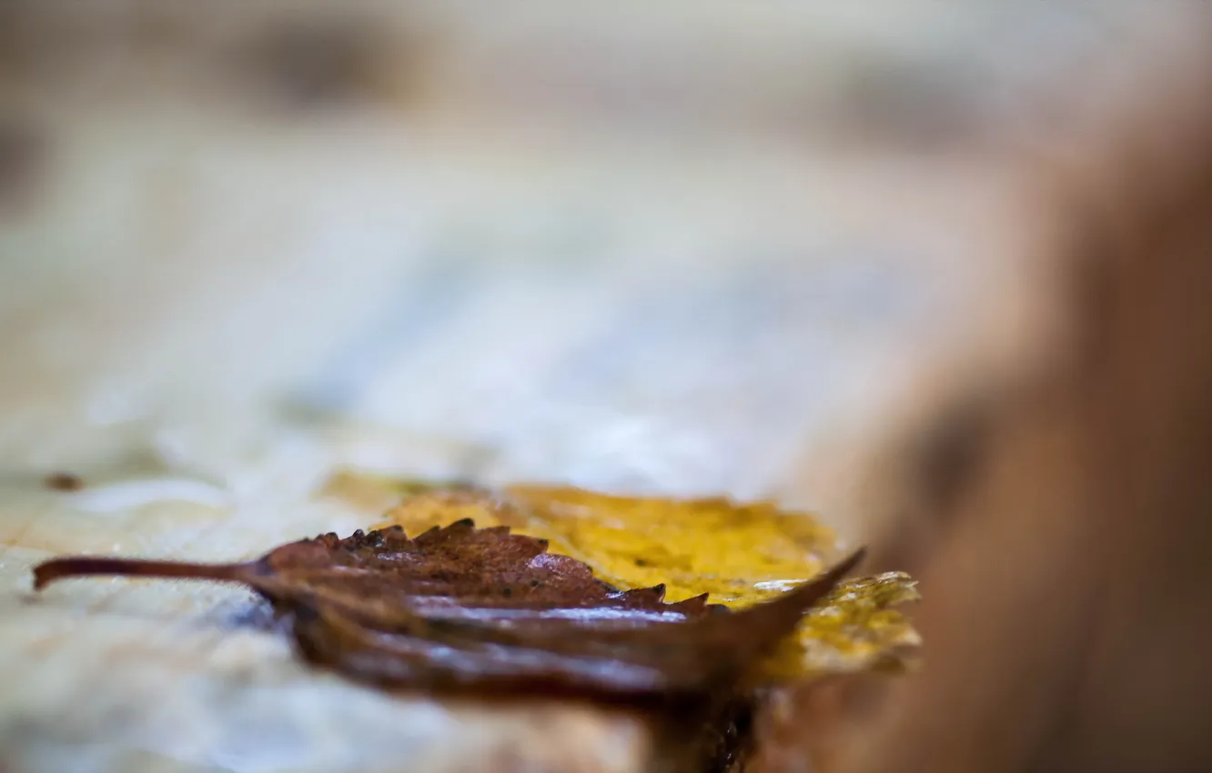 Photo wallpaper autumn, leaves, macro