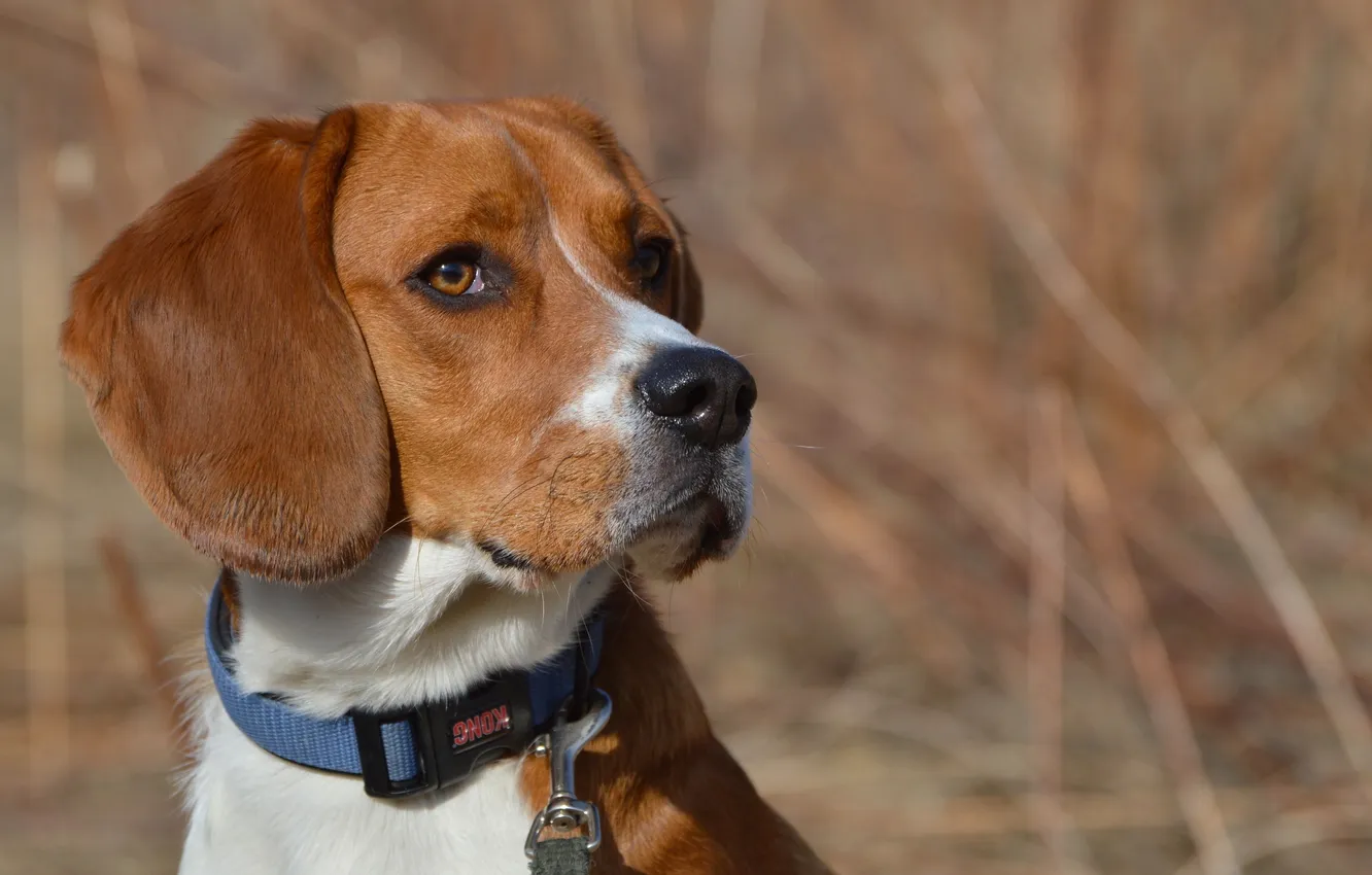 Photo wallpaper look, each, dog