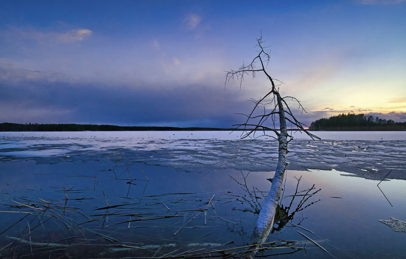 Photo wallpaper trees, night, shore