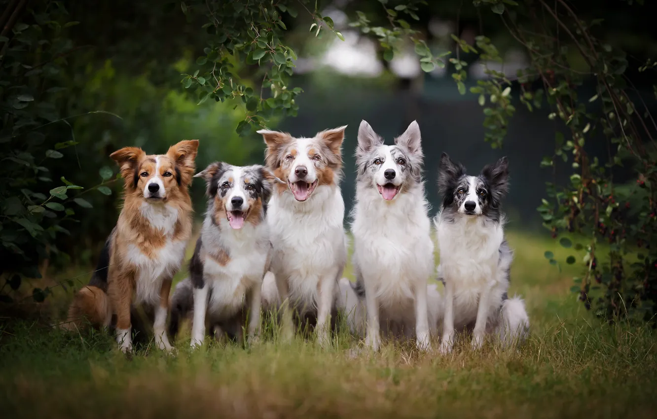 Photo wallpaper each, dog, the border collie