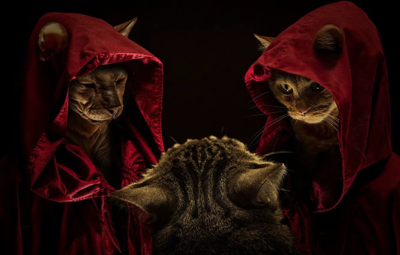 Photo wallpaper cat, cat, look, cats, pose, cats, hood, black background