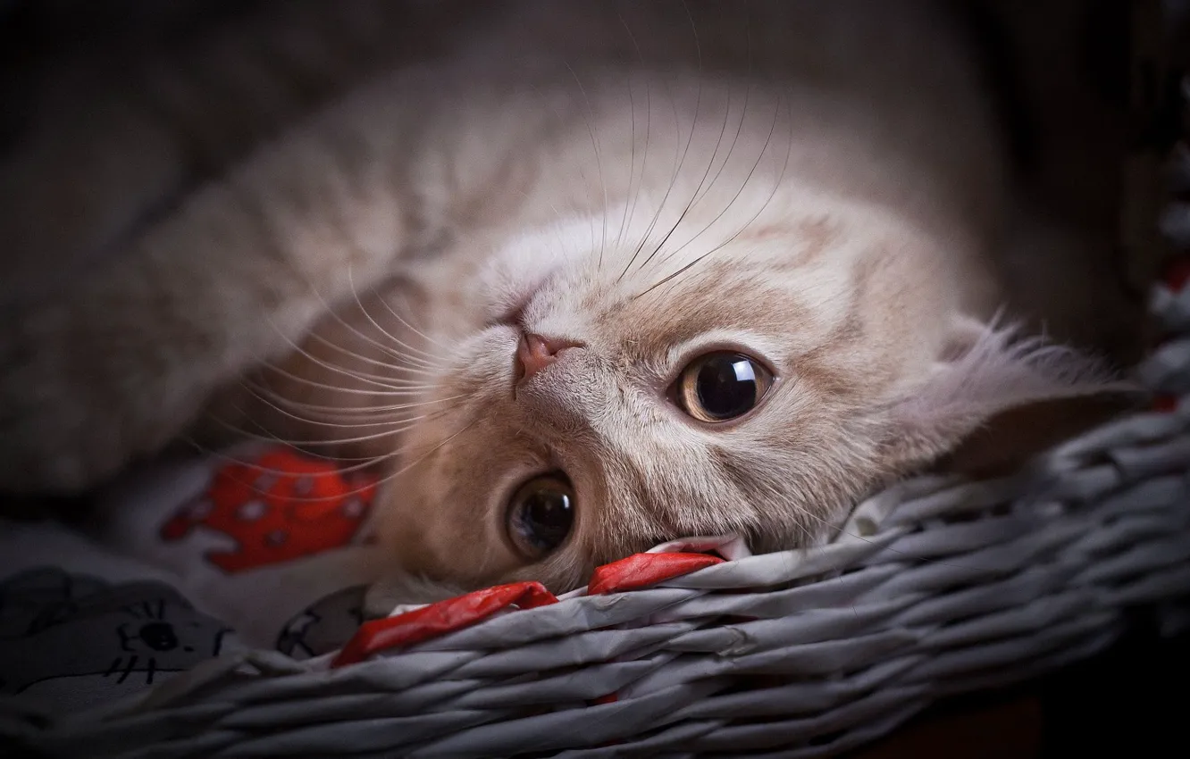 Photo wallpaper cat, eyes, cat, look, face, kitty, lies, cutie