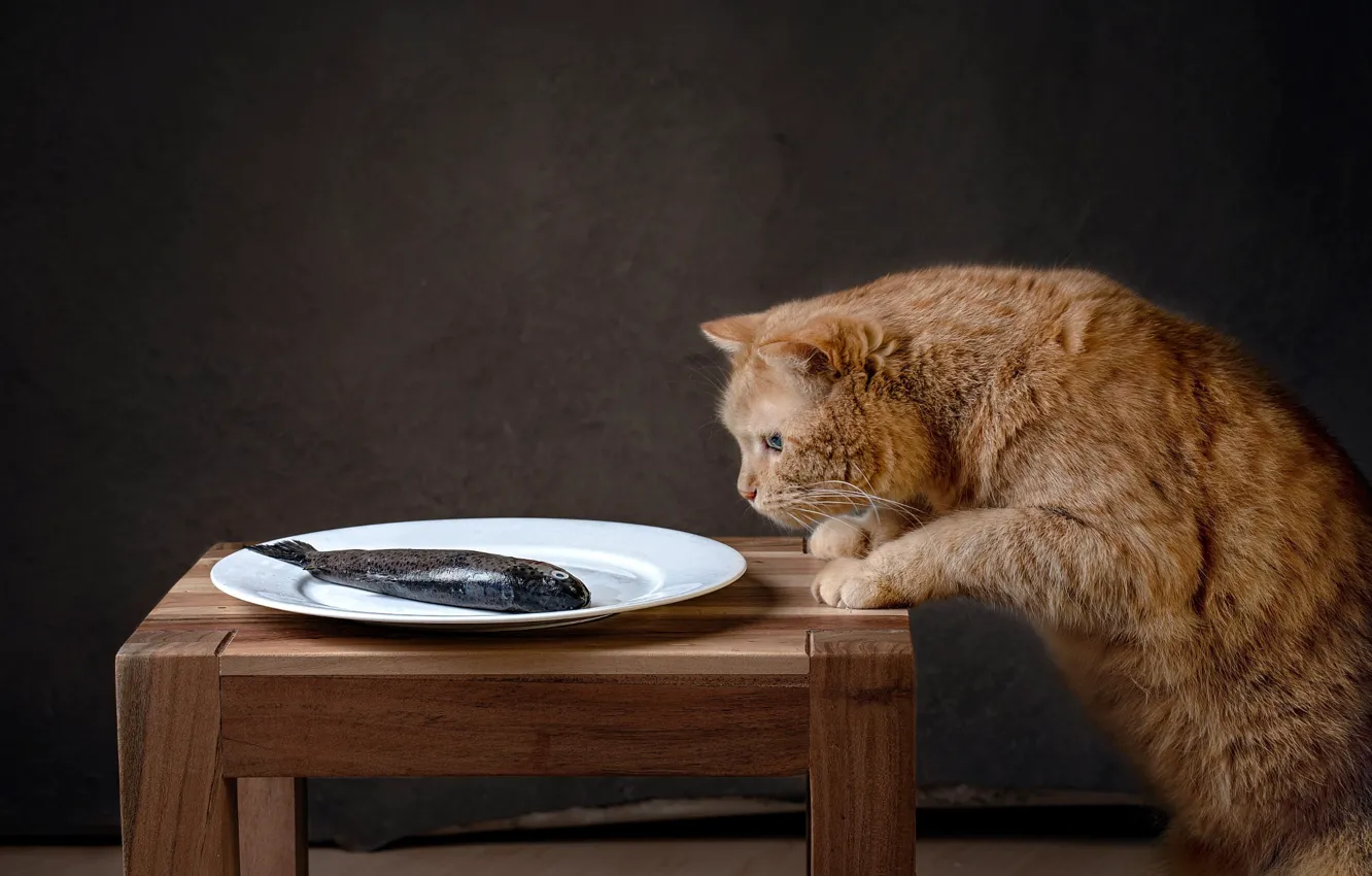 Photo wallpaper cat, cat, pose, fish, plate, red, table, hunger