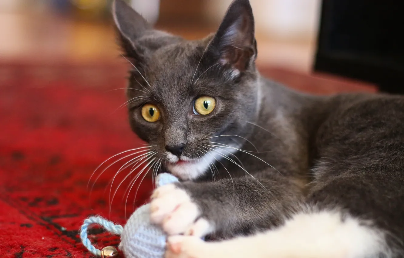 Photo wallpaper eyes, mustache, look, the game, cat