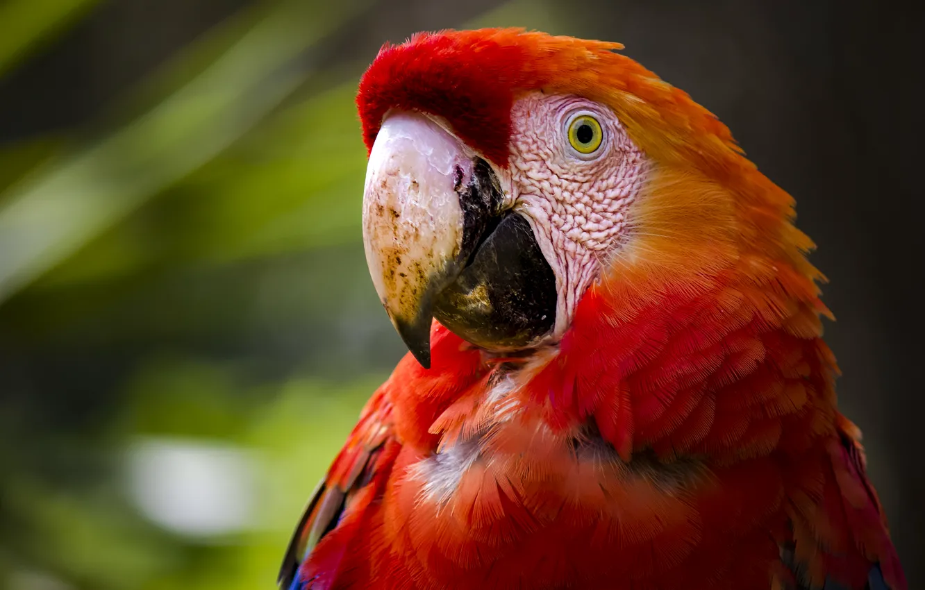Photo wallpaper bird, parrot, Red macaw