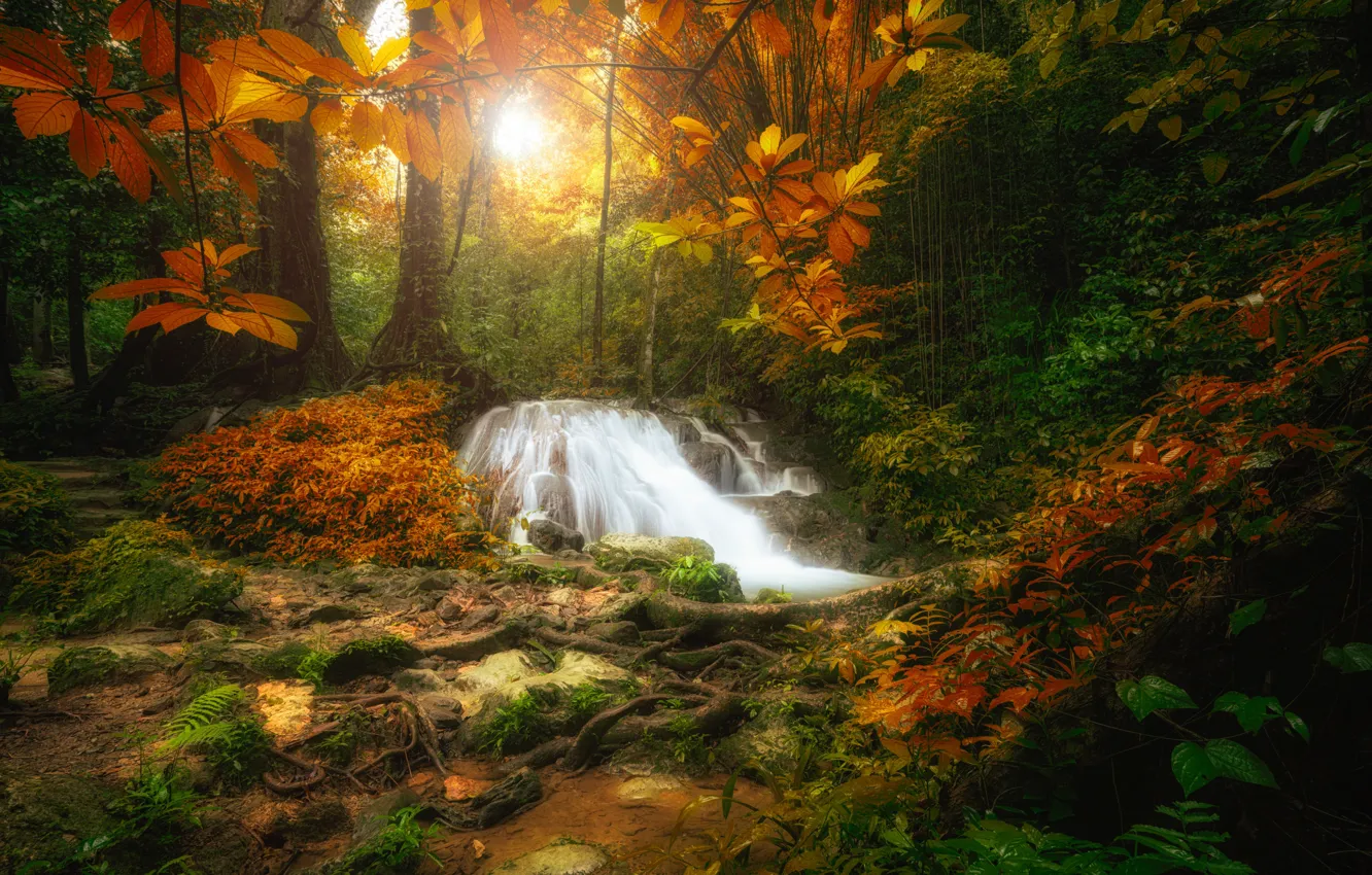 Photo wallpaper forest, landscape, river, rocks, waterfall, summer, forest, river
