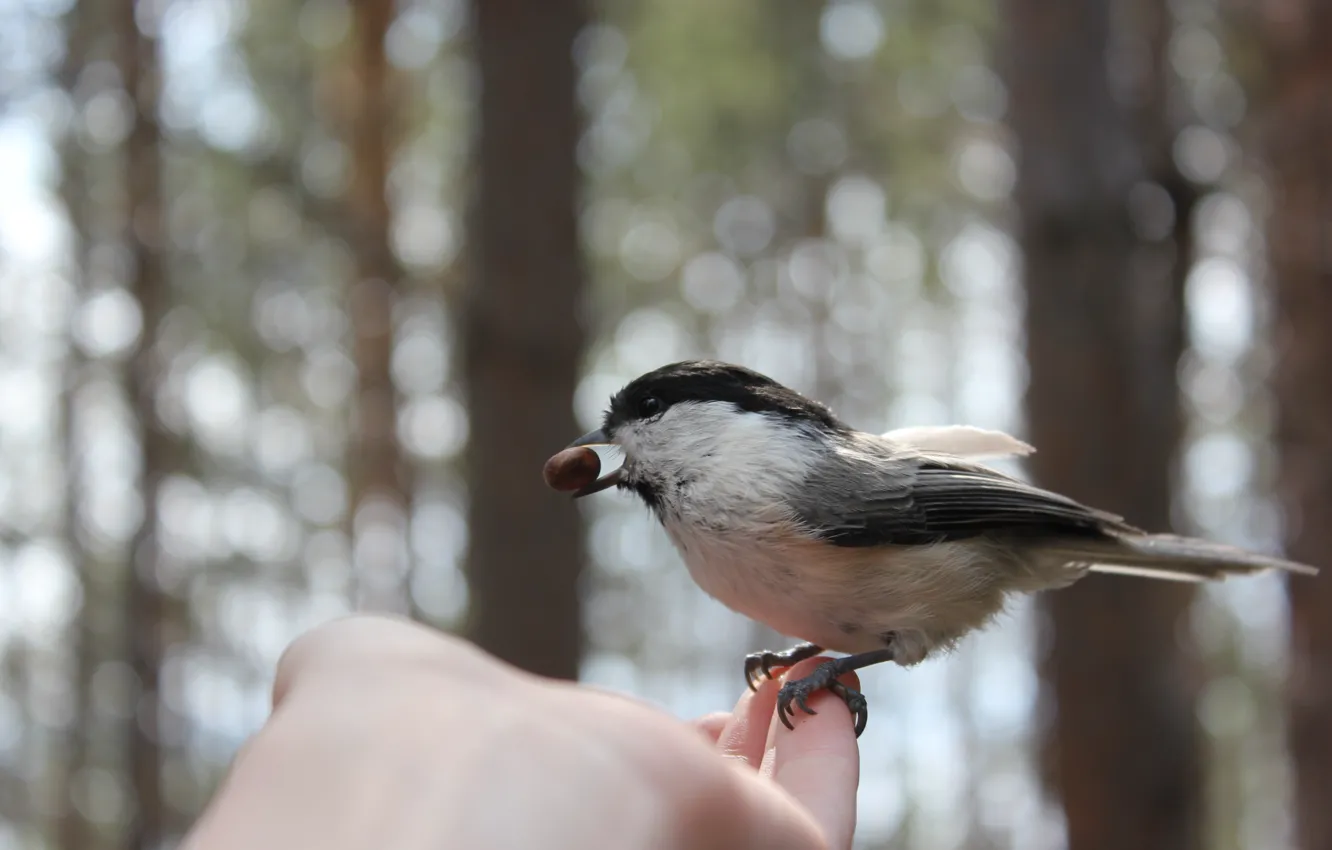 Photo wallpaper bird, hand, nut