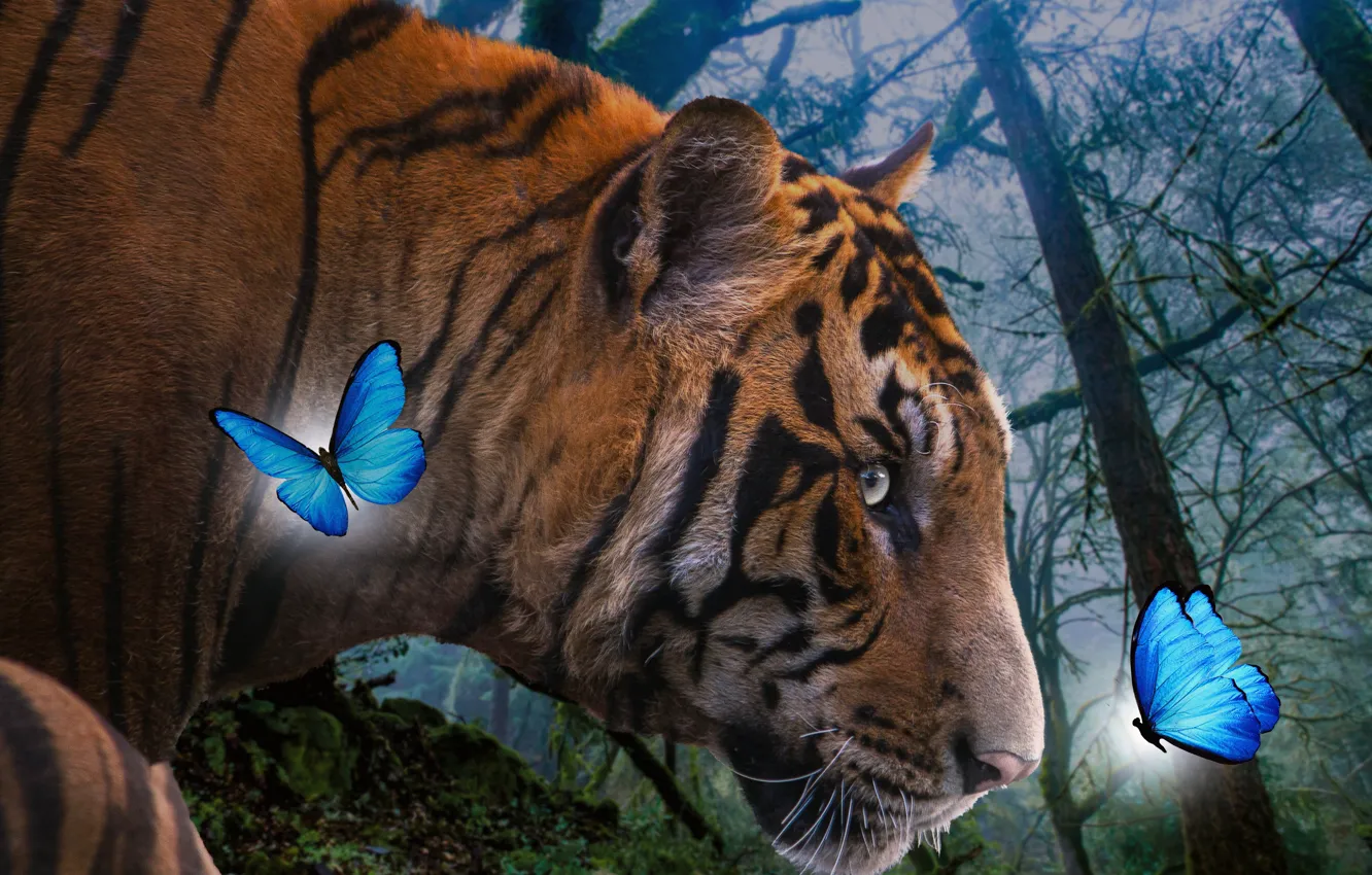 Photo wallpaper forest, look, face, trees, branches, nature, tiger, pose