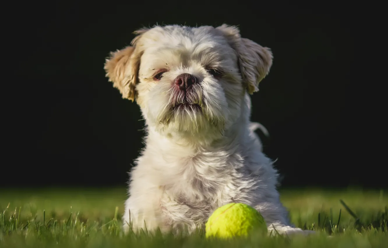 Photo wallpaper each, dog, lawn, Shih Tzu