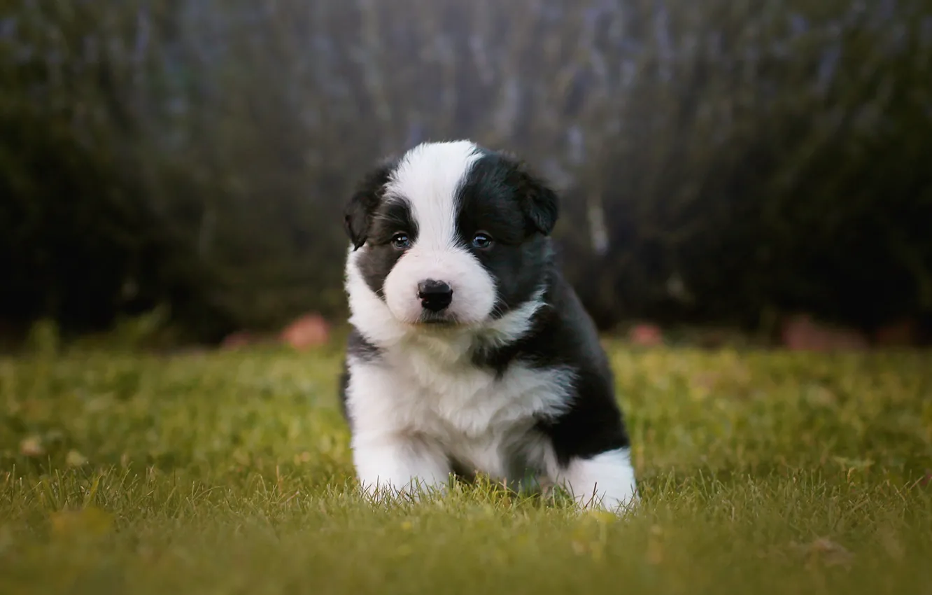 Photo wallpaper grass, look, nature, glade, dog, baby, puppy, black and white