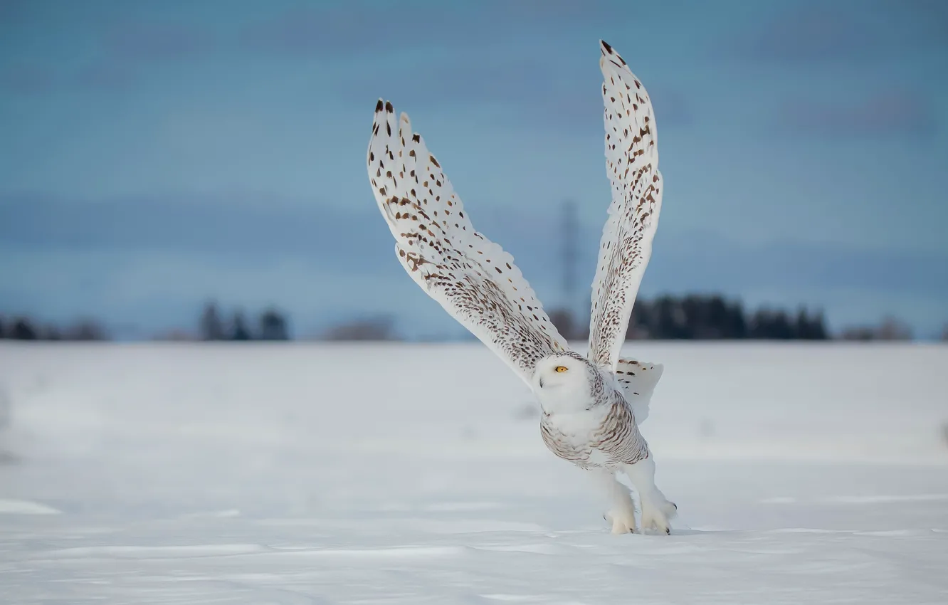 Photo wallpaper winter, field, the sky, look, snow, flight, pose, owl