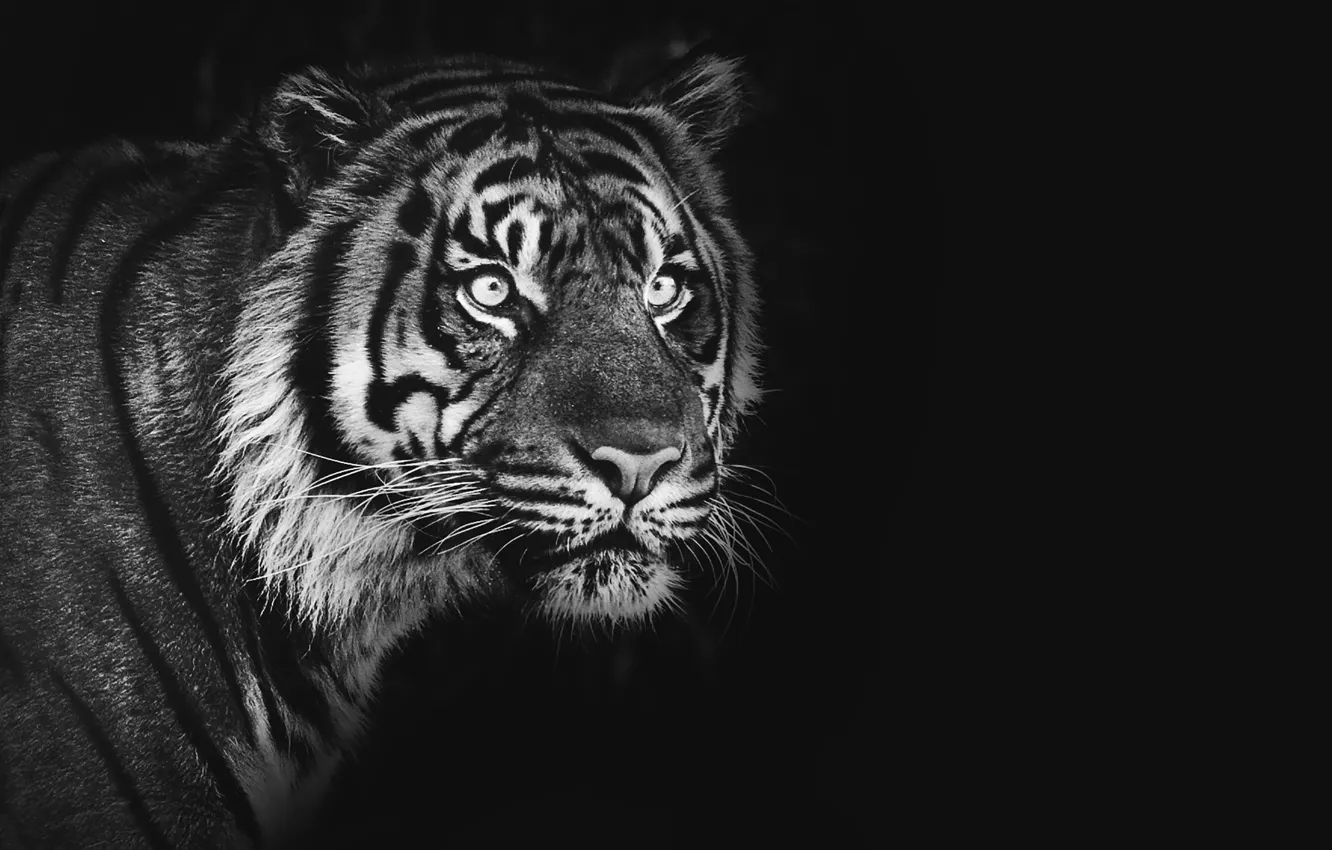 Photo wallpaper tiger, black & white, tiger, Sumatran tiger, Sumatran tiger, 2022