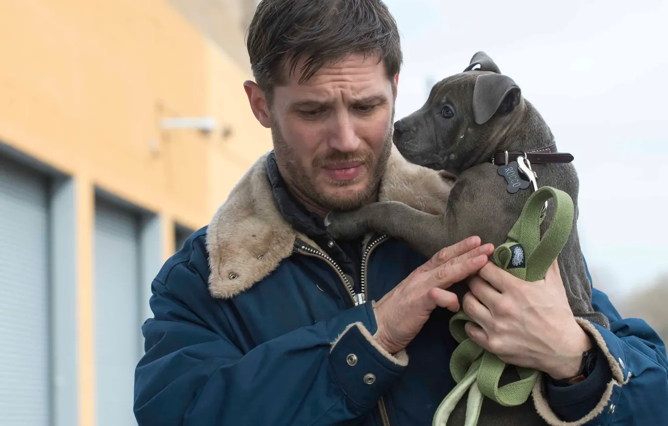 Photo wallpaper Tom Hardy, Common Fund, THE DROP