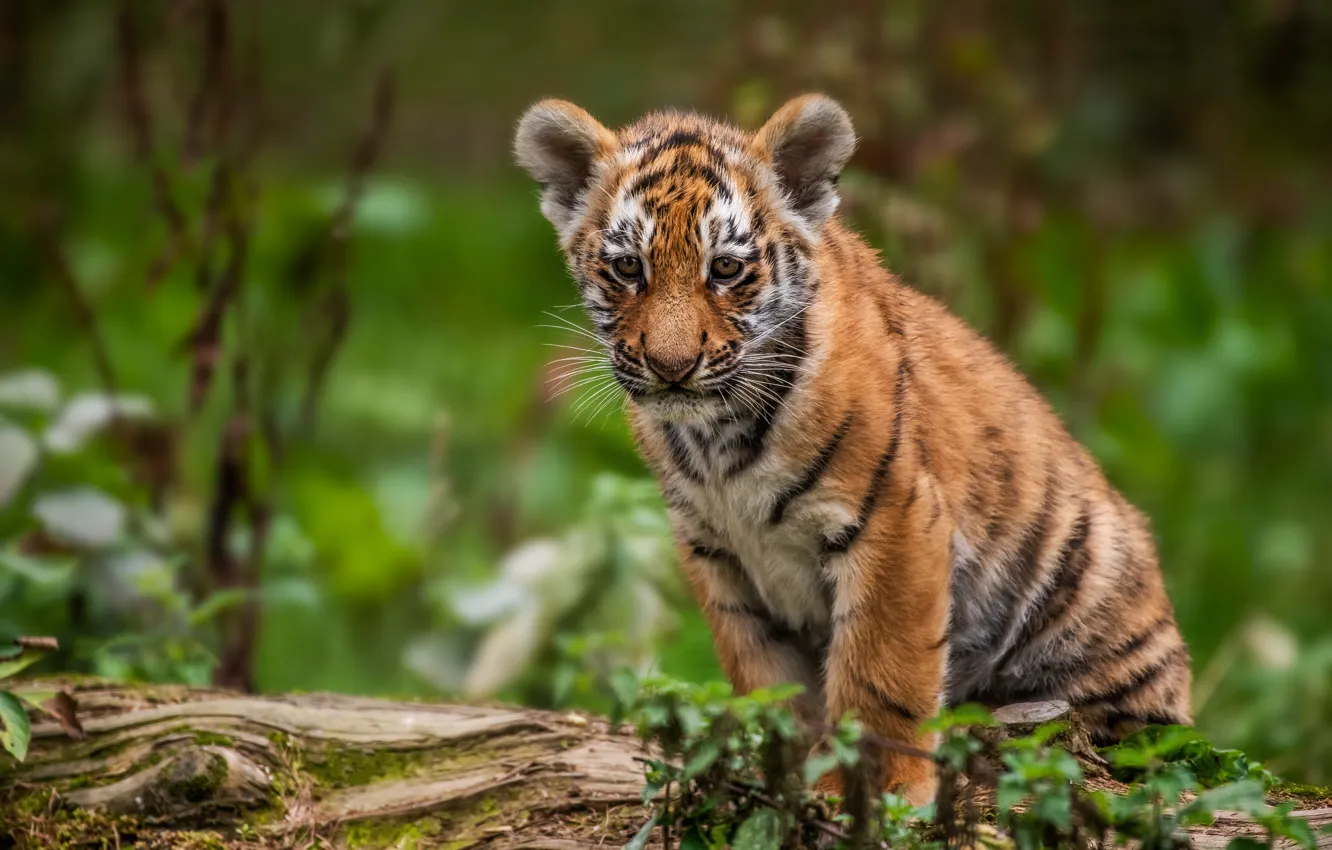 Photo wallpaper tiger, cub, kitty, bokeh, tiger