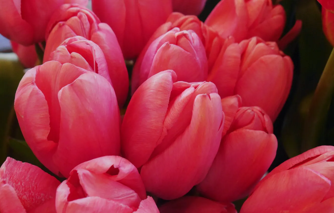 Photo wallpaper flowers, tulips, bloom