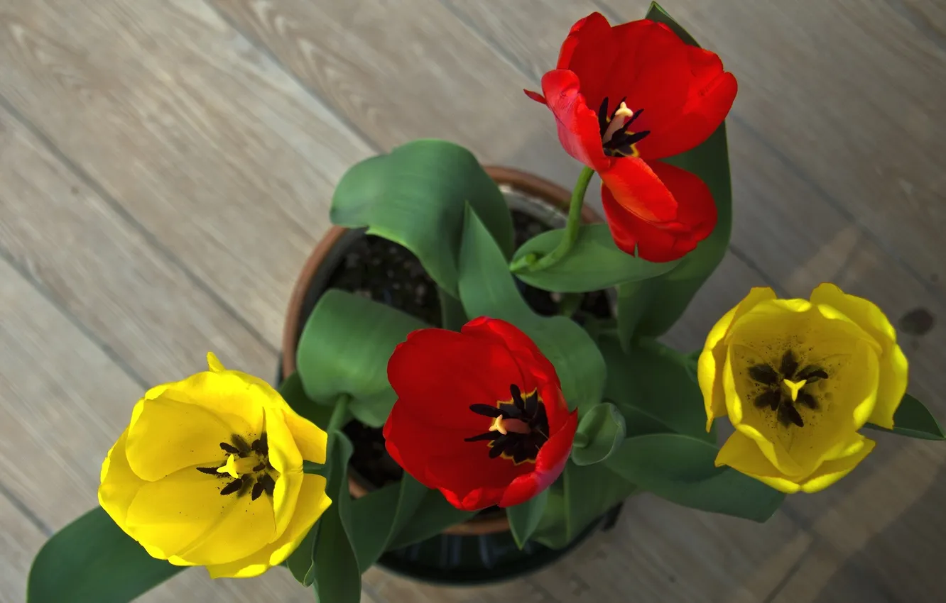Photo wallpaper spring, tulips, pot
