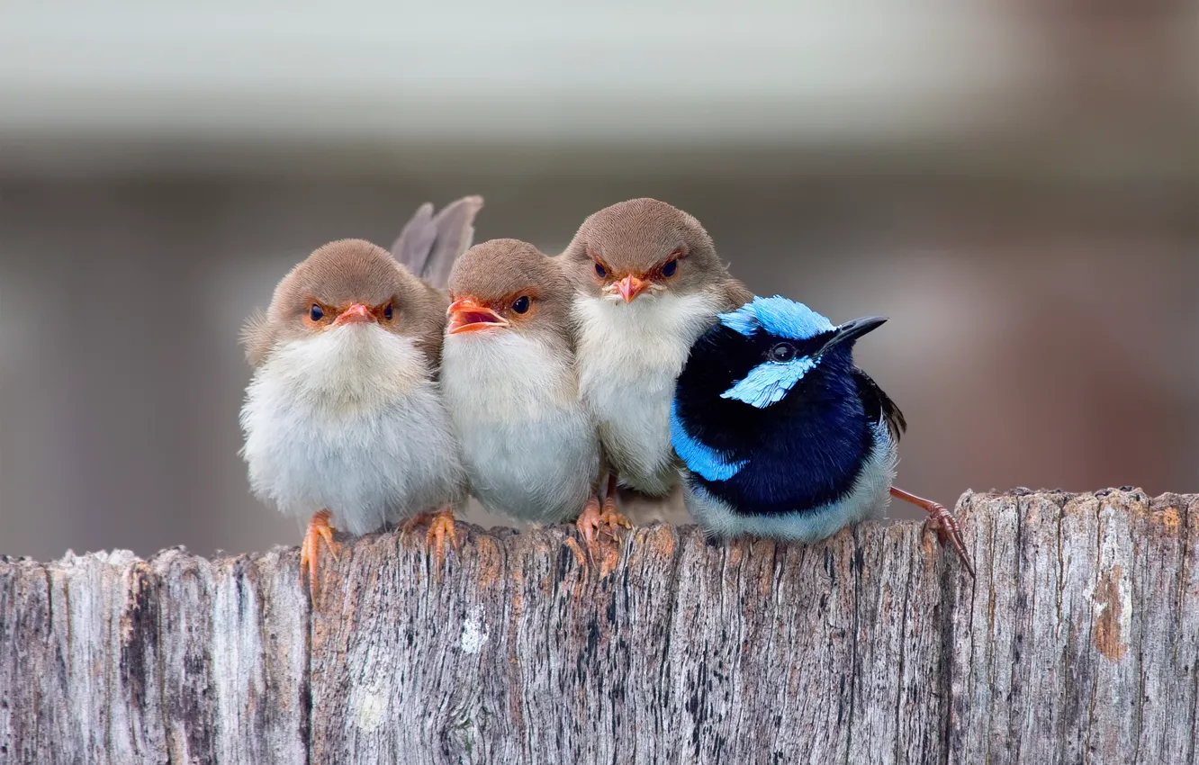 Photo wallpaper Chicks, male, passerine bird, lovely painted malur
