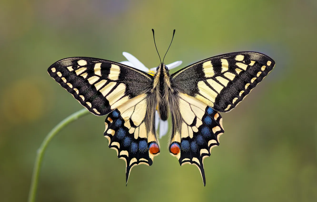 Photo wallpaper butterfly, animal, swallowtail