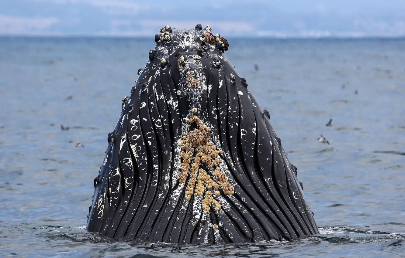 Photo wallpaper marine, humpback whale, Ventral pleats, Megaptera, ventral, Monterey Bay