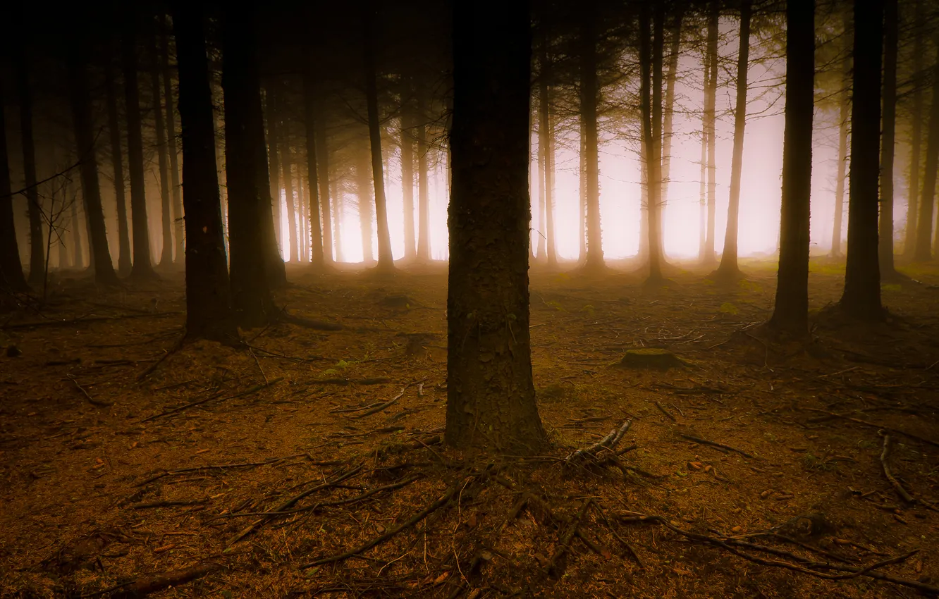 Photo wallpaper light, fog, Forest, pine